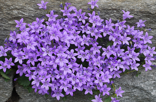 Campanula portenschlagiana 'Resholdt's Variety'